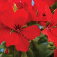 Calliope® Landscape Deep Red
